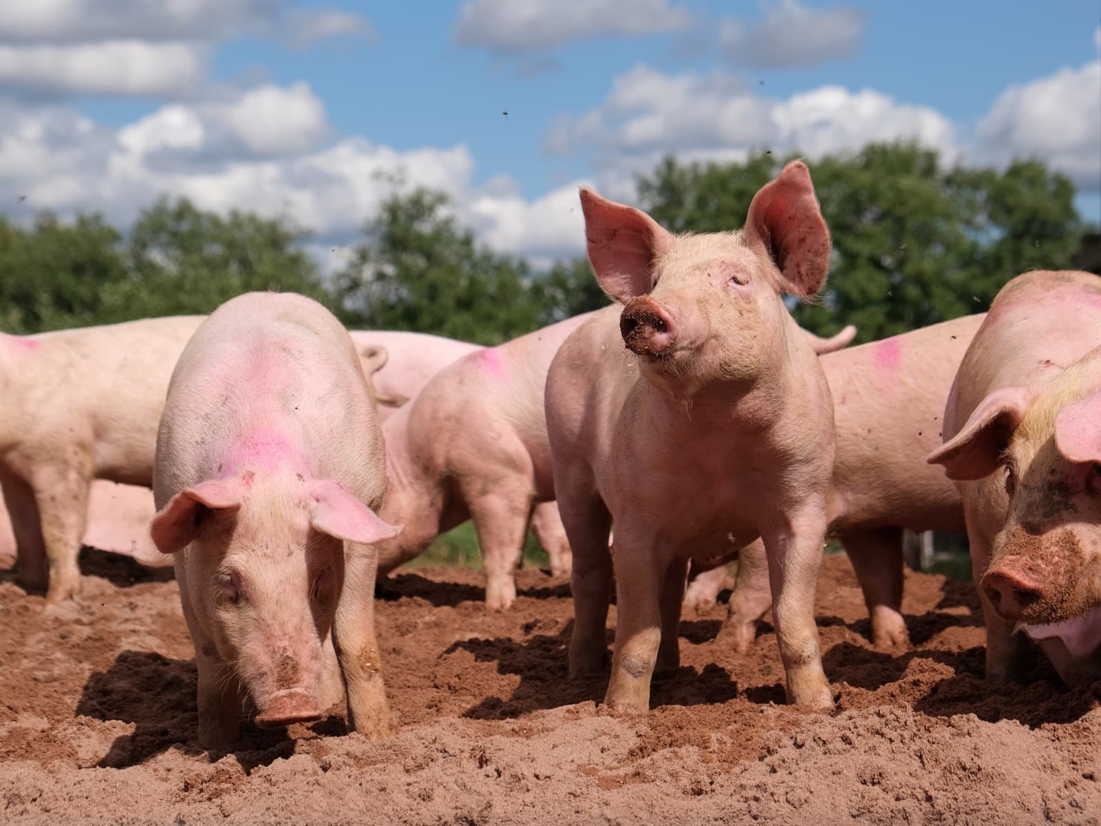 Pigs at a livestock farm