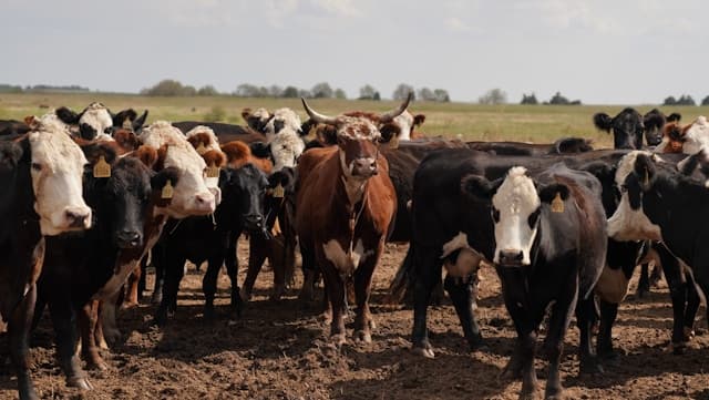 Livestock at Symas Farms